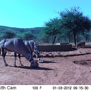 Trail Camera Namibia