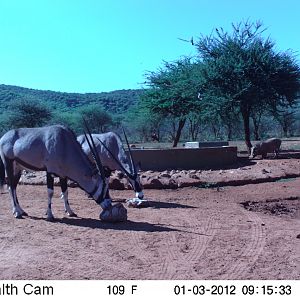 Trail Camera Namibia