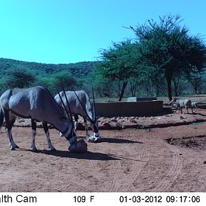 Trail Camera Namibia