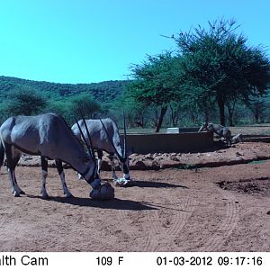 Trail Camera Namibia