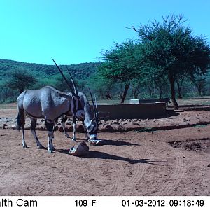 Trail Camera Namibia