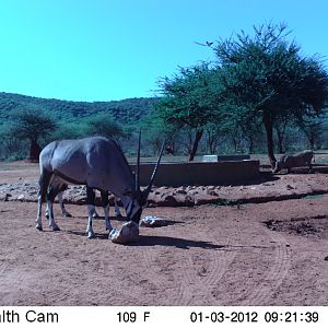 Trail Camera Namibia