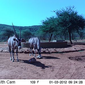 Trail Camera Namibia