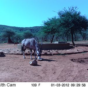 Trail Camera Namibia