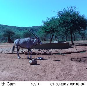 Trail Camera Namibia