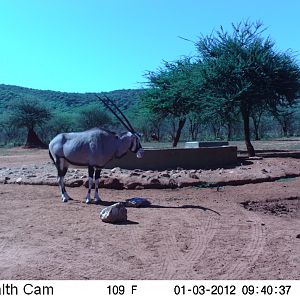 Trail Camera Namibia