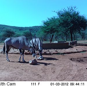 Trail Camera Namibia