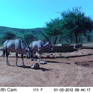 Trail Camera Namibia