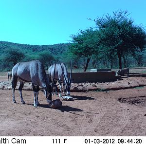 Trail Camera Namibia