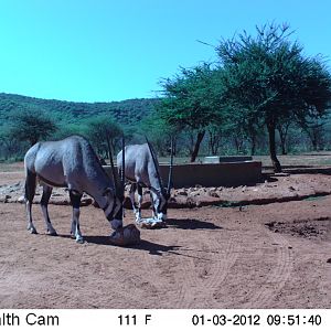 Trail Camera Namibia