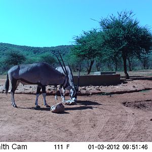 Trail Camera Namibia