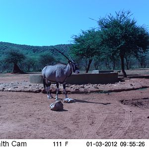 Trail Camera Namibia