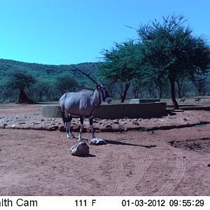 Trail Camera Namibia