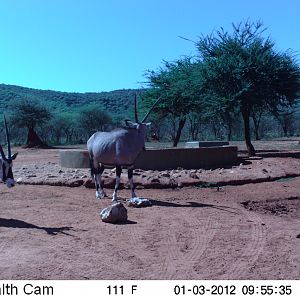 Trail Camera Namibia