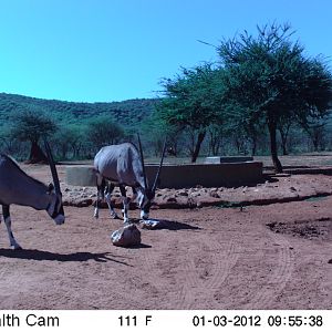 Trail Camera Namibia