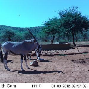 Trail Camera Namibia