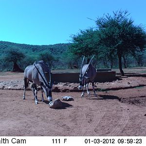 Trail Camera Namibia