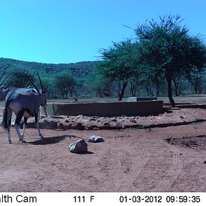 Trail Camera Namibia