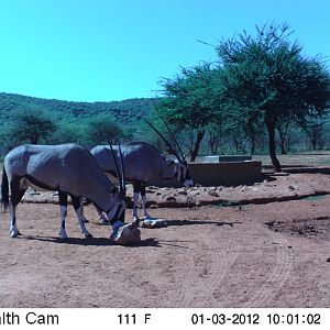 Trail Camera Namibia