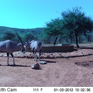 Trail Camera Namibia