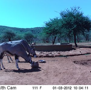 Trail Camera Namibia