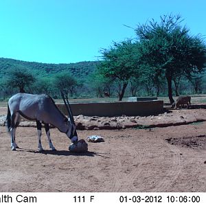 Trail Camera Namibia