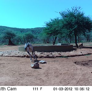 Trail Camera Namibia