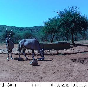 Trail Camera Namibia