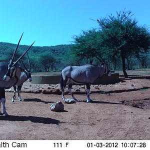 Trail Camera Namibia