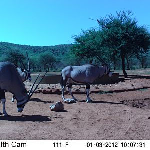 Trail Camera Namibia