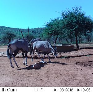 Trail Camera Namibia