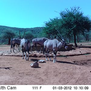 Trail Camera Namibia