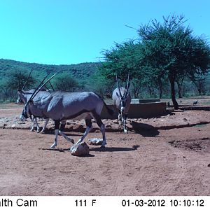 Trail Camera Namibia