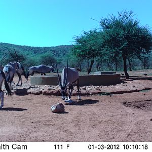 Trail Camera Namibia