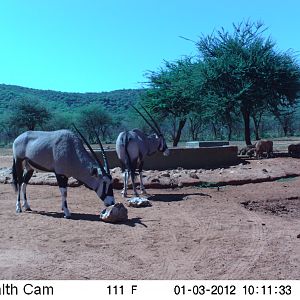 Trail Camera Namibia