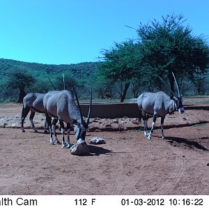 Trail Camera Namibia