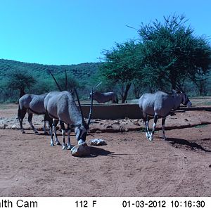 Trail Camera Namibia