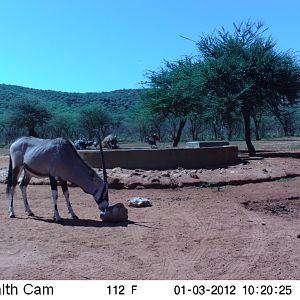 Trail Camera Namibia