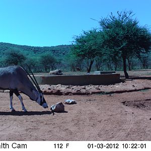 Trail Camera Namibia