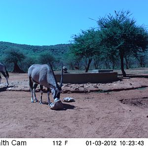 Trail Camera Namibia