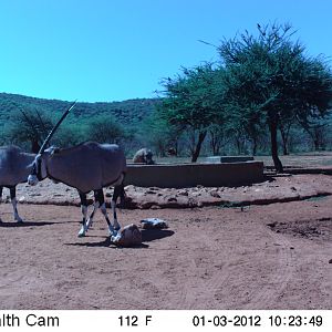 Trail Camera Namibia