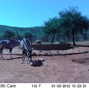 Trail Camera Namibia