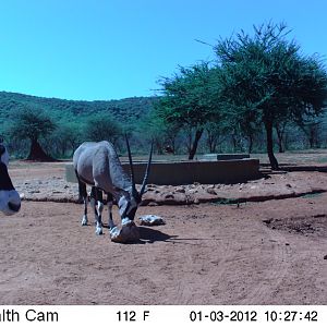 Trail Camera Namibia