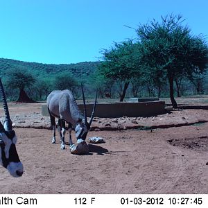 Trail Camera Namibia