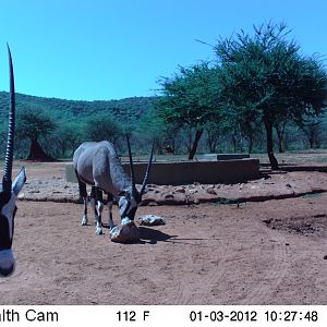 Trail Camera Namibia