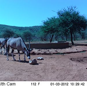 Trail Camera Namibia