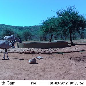 Trail Camera Namibia