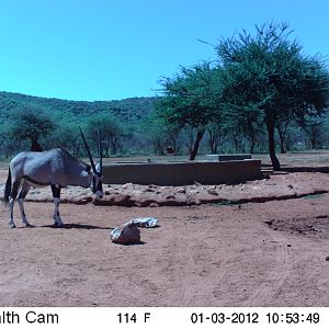 Trail Camera Namibia