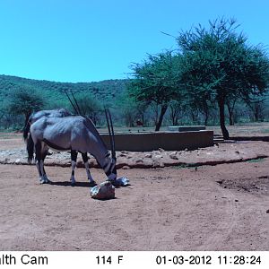 Trail Camera Namibia