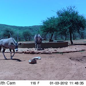 Trail Camera Namibia